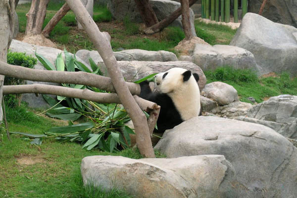 Ocean Park Panda